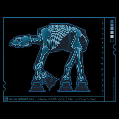 groundhog anatomy