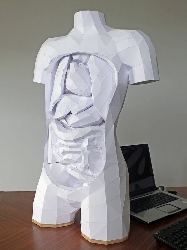 Anatomically correct papercraft torso with organs - Boing Boing