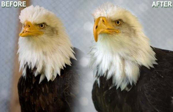 Before and after pictures of eagle with prosthetic beak replacement