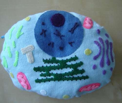 Instructables user ChrysN has a sweet plush cell model HOWTO up on the site.