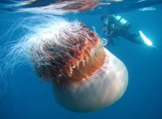 Asian Jellyfish