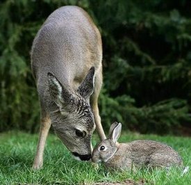 Deer Bunny